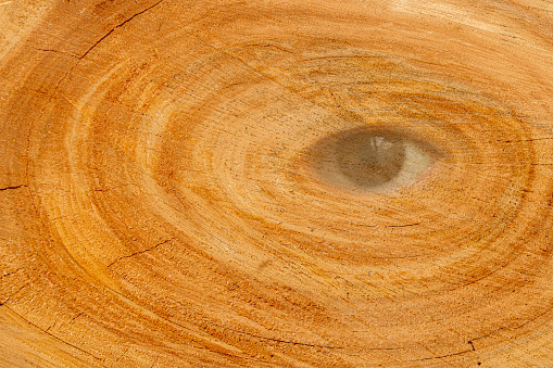 Tree stump texture of the wood. A saw up tree. Eye of a tree. Cross section oflumber. Close-up. Background texture.