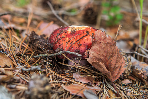 Russula paludosa mushroom in the autumn forest