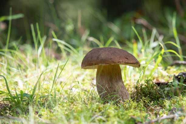 istock Porcini mushroom (Boletus edulis) 1598775383
