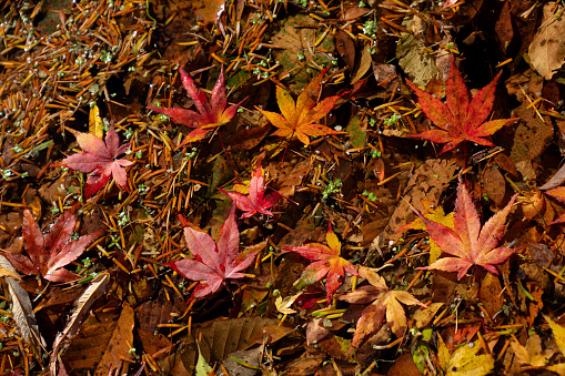 Autumn leaves on the ground during the autumn fall season.