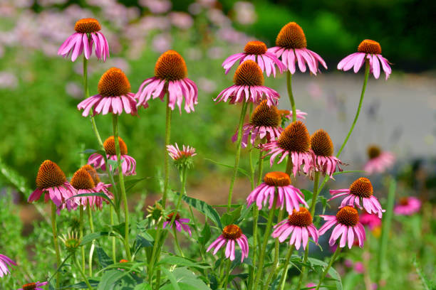 istock Echinacea/Cone Flower: Large, Daisy-like Flowers with Distinctive, Spiky, Cone-like Center 1598782317