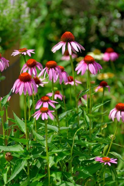 istock Echinacea/Cone Flower: Large, Daisy-like Flowers with Distinctive, Spiky, Cone-like Center 1598782522