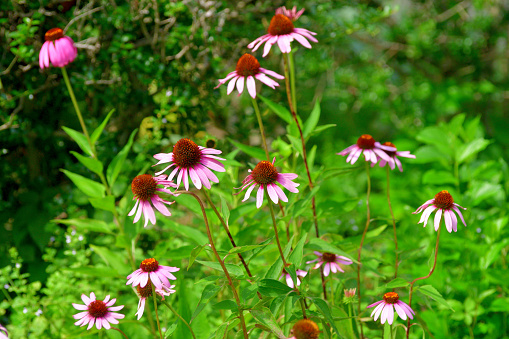 Cone flowers, Echinacea; white petals and yellow and green center,  in nature in California- a drought-resistant flowering plant