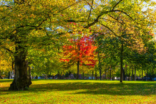 A serene park landscape in Weimar, Germany features a wide lawn bordered by a dense canopy of trees under a bright blue sky. Ideal for nature, outdoor recreation, and peaceful moments.
