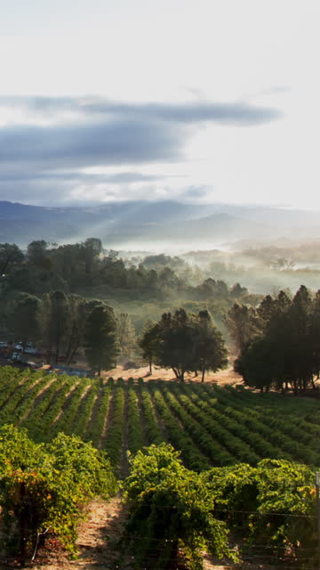 Misty sunrise over Scenic Vineyard in California