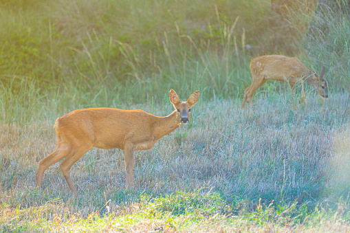 Roe deers (Capreolus capreolus), also known as the roe, western roe deer.  Wheat field at winter. Barcelona province. \n\nSunset time, low light conditions\n\nMany deers are in the fields at this time of the year.