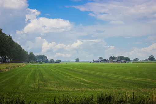 Fields and trees in a green hilly grassy landscape in spring, Voeren, Limburg, Belgium, June, 2022