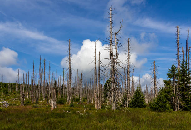 istock Dead trees on Sumava mountain with grass. Czech landscape,  nature reserve 1598811385