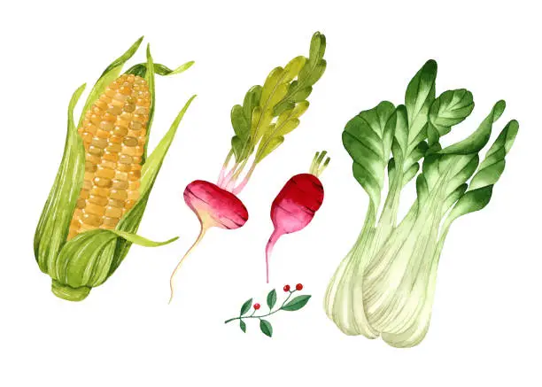 Vector illustration of Watercolor vegetables set isolated elements corn radish lettuce on white background