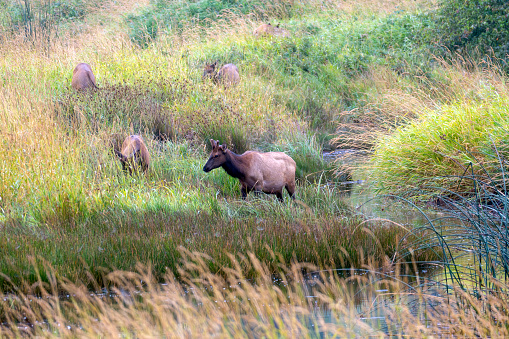 Herd of Wild Elk in a meadow near a stream.