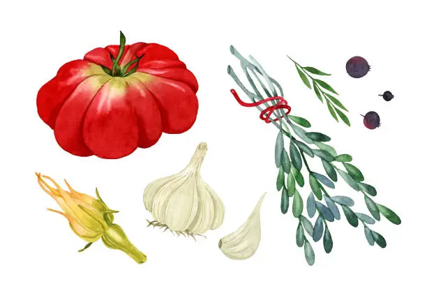 Vector illustration of Italian vegetables set isolated watercolor elements tomato garlic zucchini flower rosemary black pepper