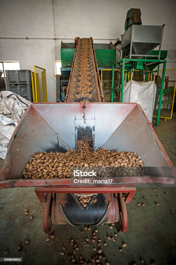 Almonds Factory Layout Almonds During The Manufacturing Process Stock Photo - Download Image ...