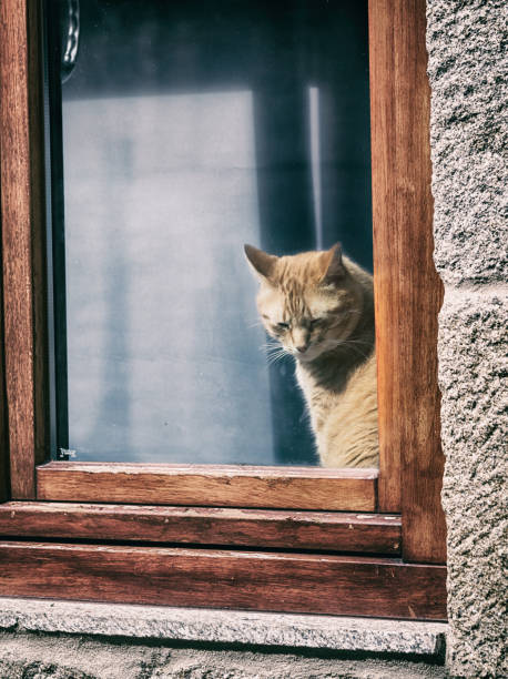 Lonely pet. stock photo