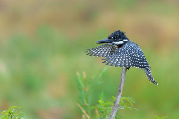 istock Giant Kingfisher in Kruger National Park 1598821589
