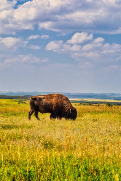 bisonte al pascolo - american bison north dakota theodore roosevelt national park badlands foto e immagini stock