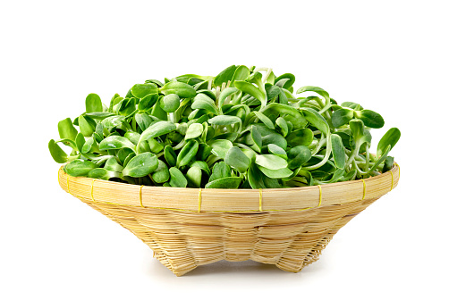 fresh Sunflower Sprout in basket isolated on white background ,Green leaves pattern ,Salad ingredient