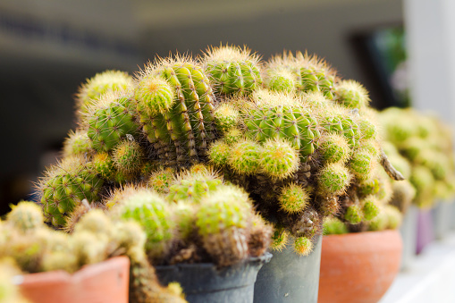 Row of cactus plants in flower pots on wall