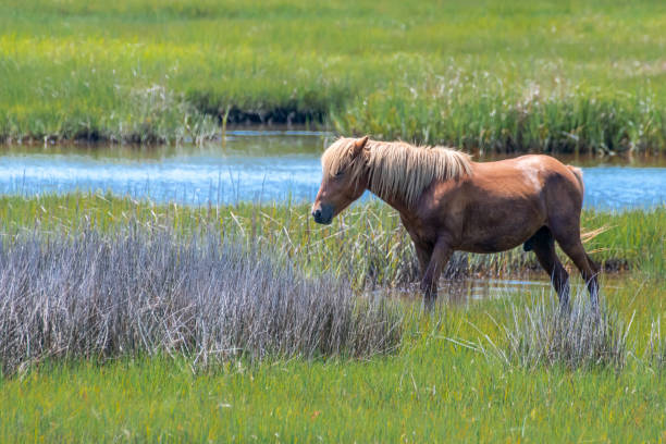 istock Wild ponies in field 1598832186