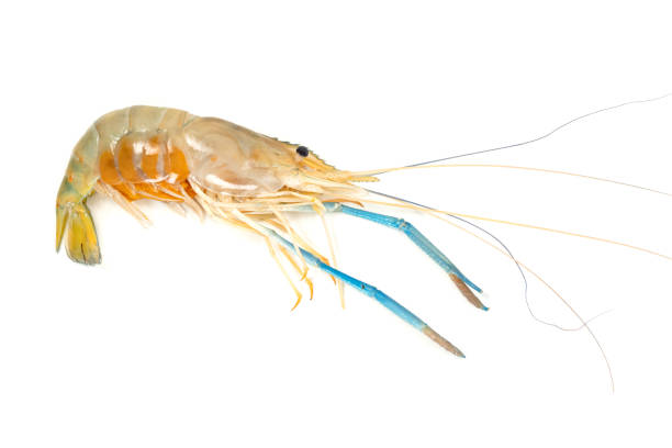 istock river shrimp common or Macrobrachium rosenbergii isolated on white background 1598832716