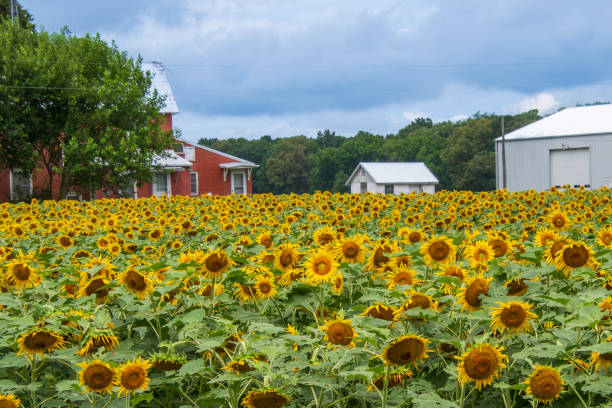 istock Sunflowers in field 1598836063