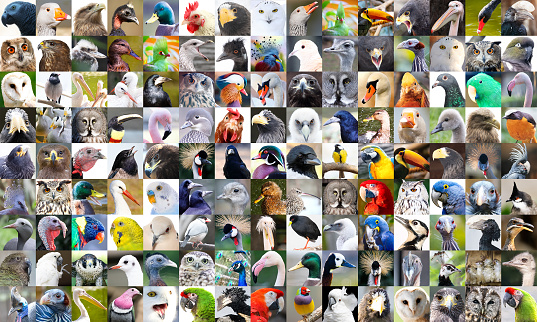 Birds Collage