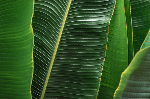 Green tropical banana palm leaves natural texture abstract background
