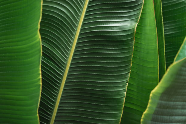 Green tropical banana palm leaves natural texture background Green tropical banana palm leaves natural texture abstract background banana tree stock pictures, royalty-free photos & images