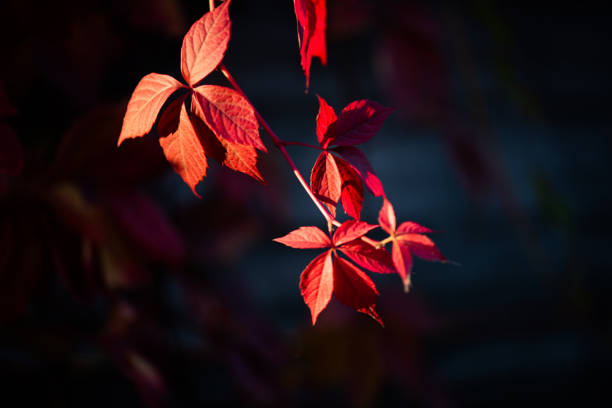 Red and orange autumn leaves background. Outdoor. Colorful backround image of fallen autumn leaves perfect for seasonal use.