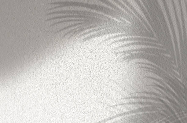 istock Shadow Palm Leaves silhouette on white concrete wall background,Tropical Coconut Leaf Overlay on grey cement,Banner Mock up Product Presentation for Spring Summer 1598854197