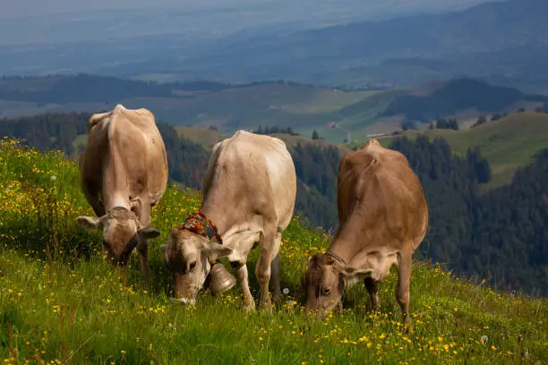 Three Swiss cows - one wearing a cow bell - graze in alpine grass in Ebanalp, Switzerland