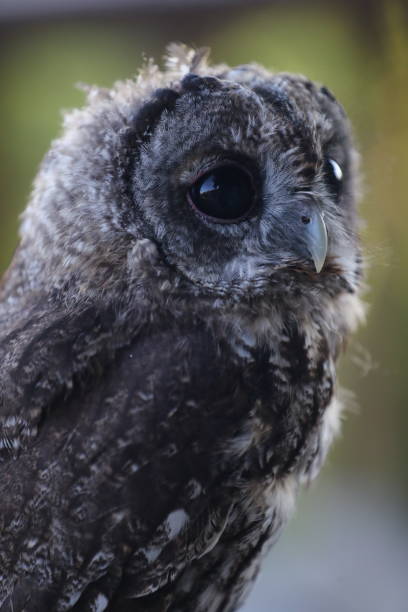 istock Tawny Owl-Owl-Owl portrait 1598859907