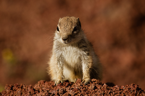 A pretty local squirrel of fuerteventura looking over some rocks into the distance
