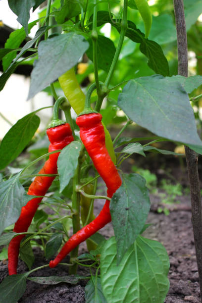 istock Red hot pepper on a vegetable bed in the garden. 1598865432