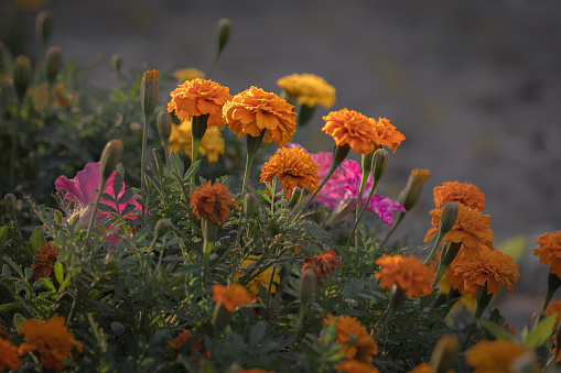 Blooming marigolds. The flower is a symbol of Ukraine. Native home. A symbol of fatherhood. Orange variegated flowers. Flower beds.