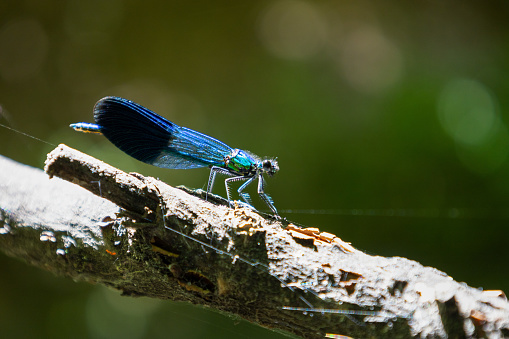 A beautiful blue-turquoise dragonfly sits on a branch, basking in the warmth of a sunny summer day