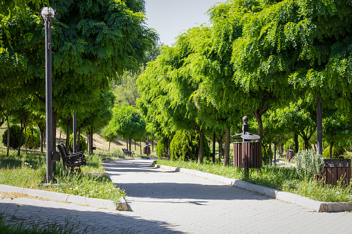 Trees with lush green foliage in the park in a sunny summer day, no people