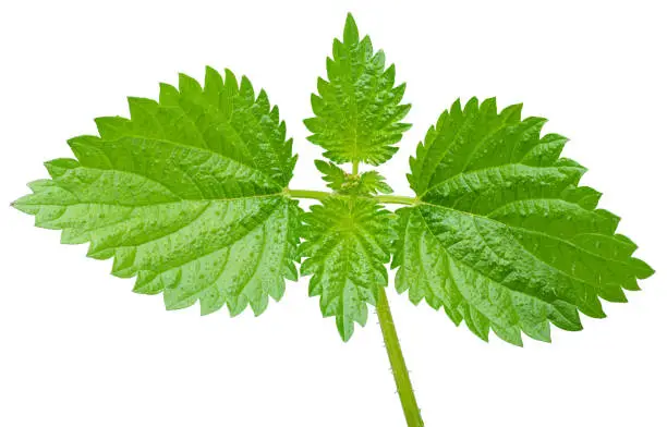 Photo of Green fresh nettle leaves isolated on white background. Clipping path.