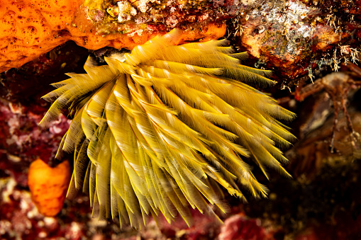 Indian Feather Duster Worm Sabellastarte spectabilis occurs in the tropical Indo-Pacific Ocean from the Arabian Sea to Hawaii in intertidal and subtidal reefs in a depth range from 3-30m. It is quite a large species, with a tube up to 30cm and a single crown of about 10cm in diameter, feeding by filtering plankton and organic particles from the water column. \nAs a defence mechanism, these creatures are able to quickly retreat into their tubes, when disturbed by potential predators. It may come as a surprise, but Sabellastarte has eyes! \nCrowns of this species often have a banded pattern in a variety of colors including browns, red, white and yellow. Yellow  like this specimen  is the rarest color for this species. \nTengah Island, Indonesia, 5°8'44.496 S 132°0'46.254 E at 8m depth by night