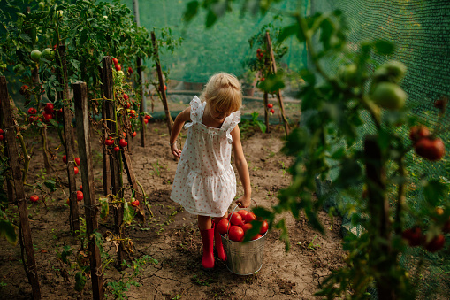 Little toddler girl collecting red tomatoes, putting them in a bucket while wearing a dress and red boots in the organic garden