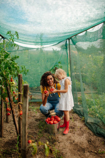 mała dziewczynka zbierająca pomidory z ogrodu z mamą - two people only women pole dancing zdjęcia i obrazy z banku zdjęć