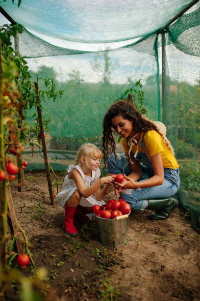 istock Kid showing her mom tomatoes that she collected 1598890785