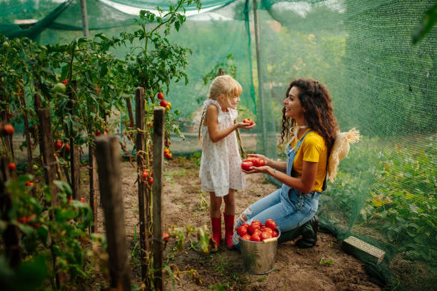 istock Mother and daughter collecting tomatoes 1598890792