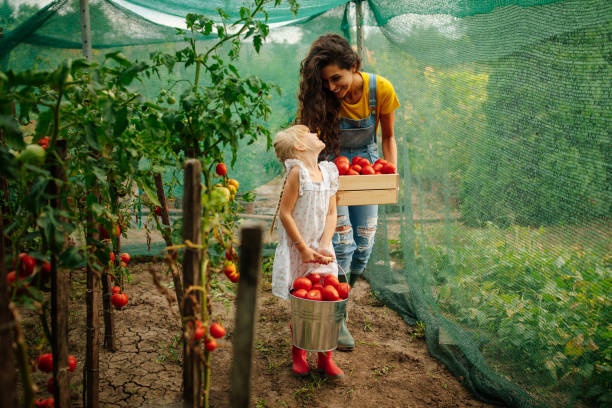 istock Mother and daughter smiling while harvesting tomatoes 1598890796