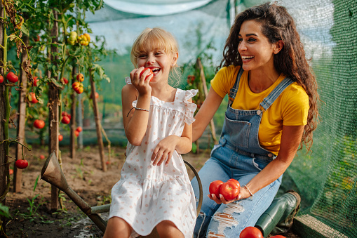 Caucasian mother and daughter enjoying their organic tomatoes in their beautiful organic greenhouse garden