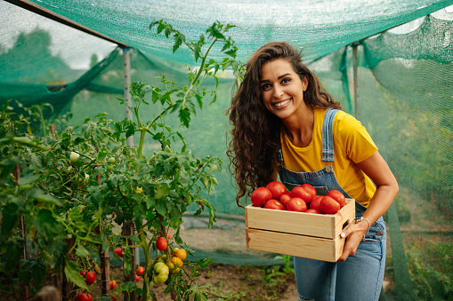 Beautiful woman smiling for the camera while holding a box full of tomatoes she has harvested in the organic garden