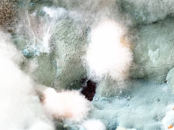 istock fungal mildew on a rotting watermelon close-up 1598904558