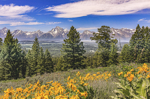 A view of snow capped Teton Range with yellow flowers in the foreground