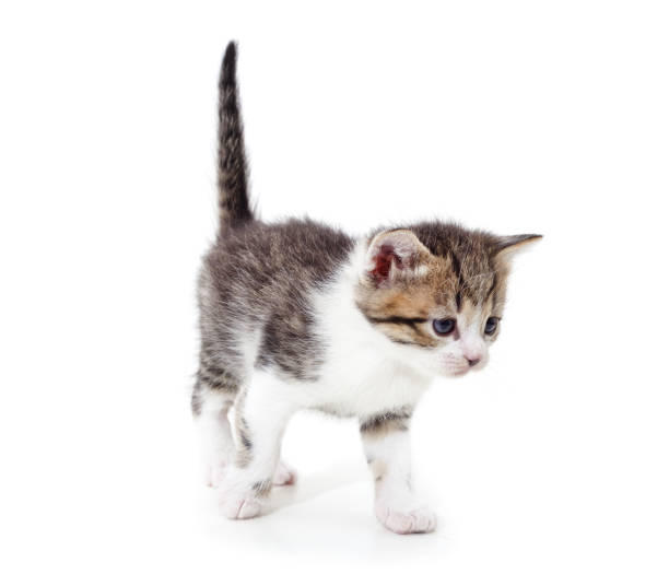 istock Gray little kitten is standing. 1598918447
