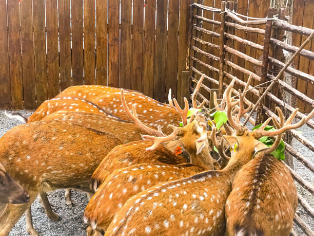 istock Grandma Chang's Farm,Yilan,  Taiwan 1598921086