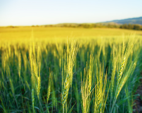 green wheat field, close-up, rural scenery, summer